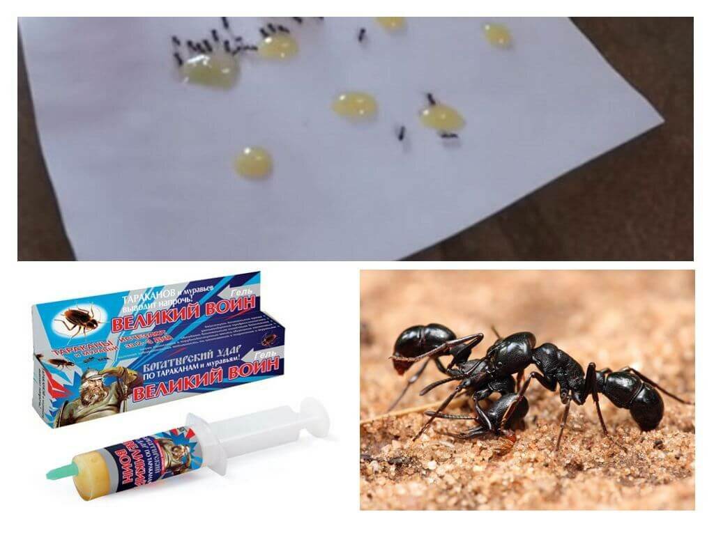 Средства от муравьев фото