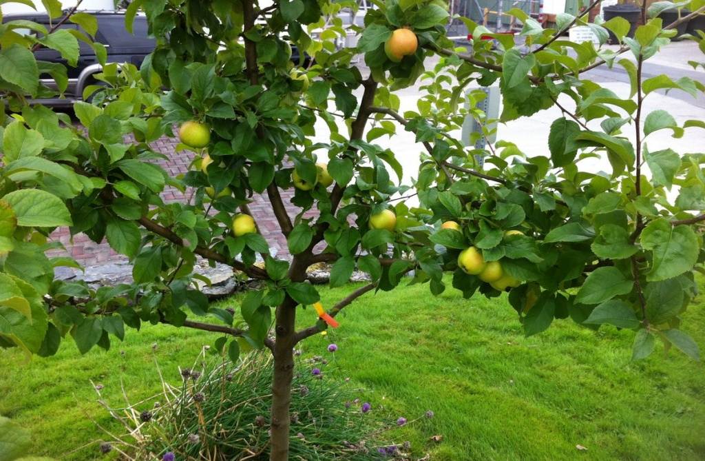 Как вырастить яблоню из семечка в домашних условиях и можно ли