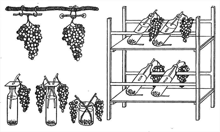 Как хранить саженцы винограда до посадки весной и ухаживать за черенками зимой?