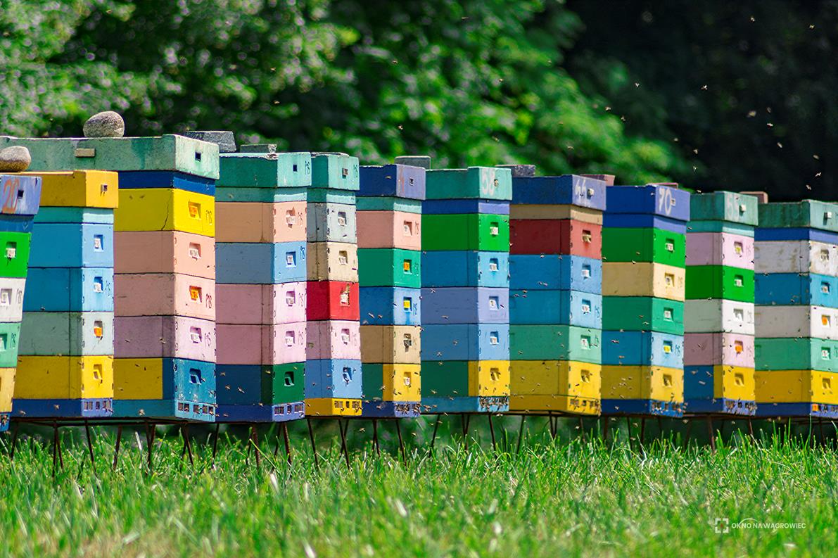 Покраска пчелиных ульев: особенности, рекомендации и фото