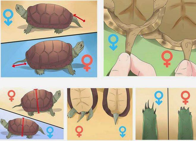 Как определить пол красноухой черепахи: характерные особенности