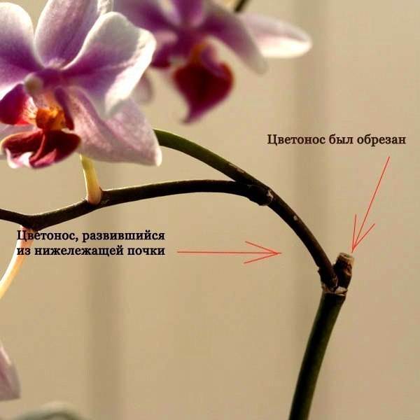 Орхидея фаленопсис: как обрезать сухой цветонос после цветения