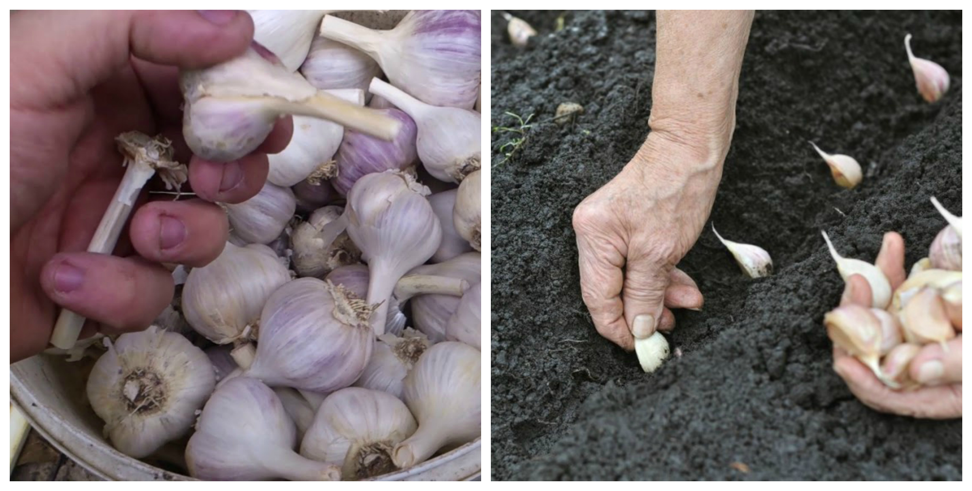 Как вырастить чеснок из семян: инструкция с фото — семена чеснока как сажать