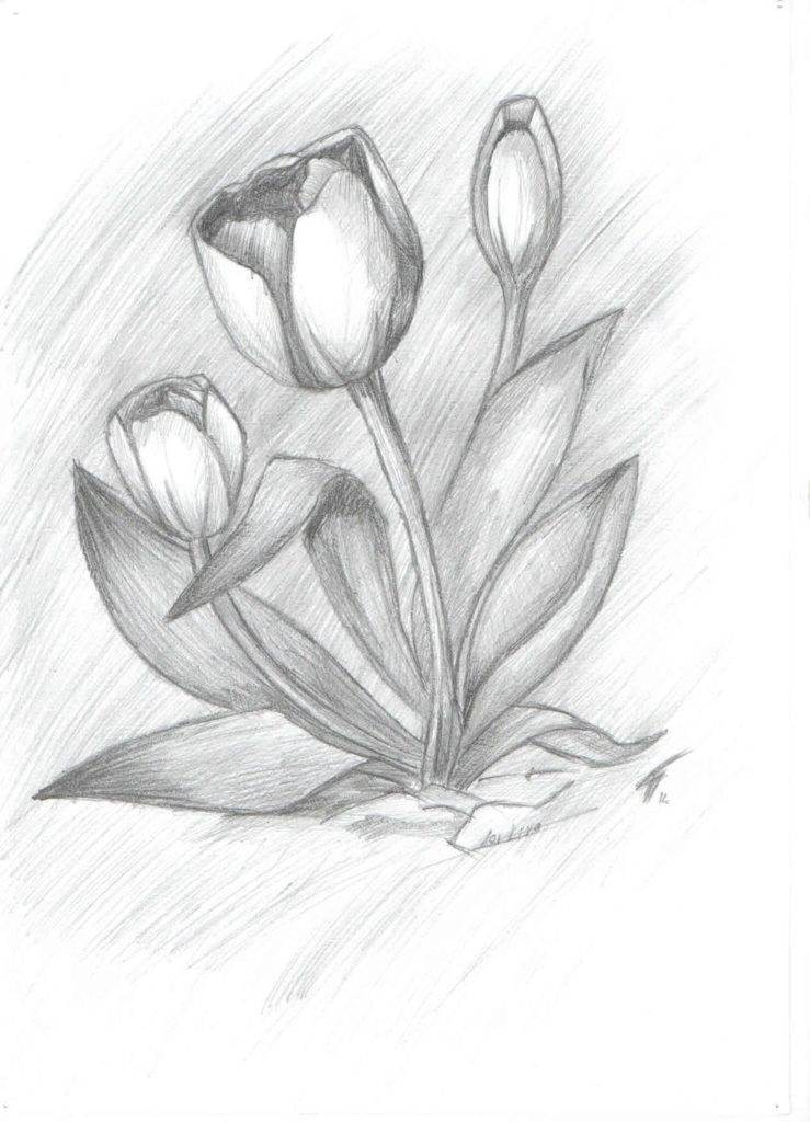 Как нарисовать цветок: поэтапный метод с фото — megamaster.info