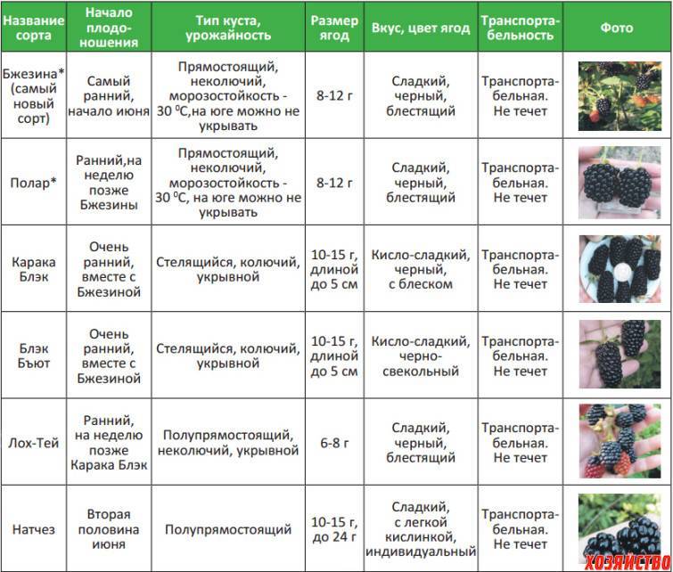 Какой сорт подойдет. Колючие сорта ежевики описание. Таблицы подкормок яблони, малины, смородины. Таблица подкормок плодовых деревьев и кустарников. Схема подкормки ежевики.