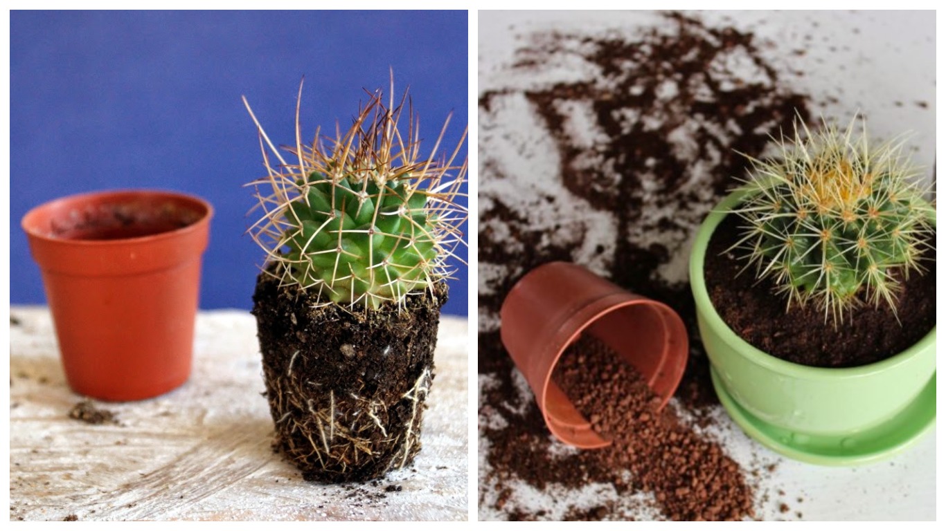 Как правильно поливать и подкармливать кактусы в домашних условиях - проект "цветочки" - для цветоводов начинающих и профессионалов