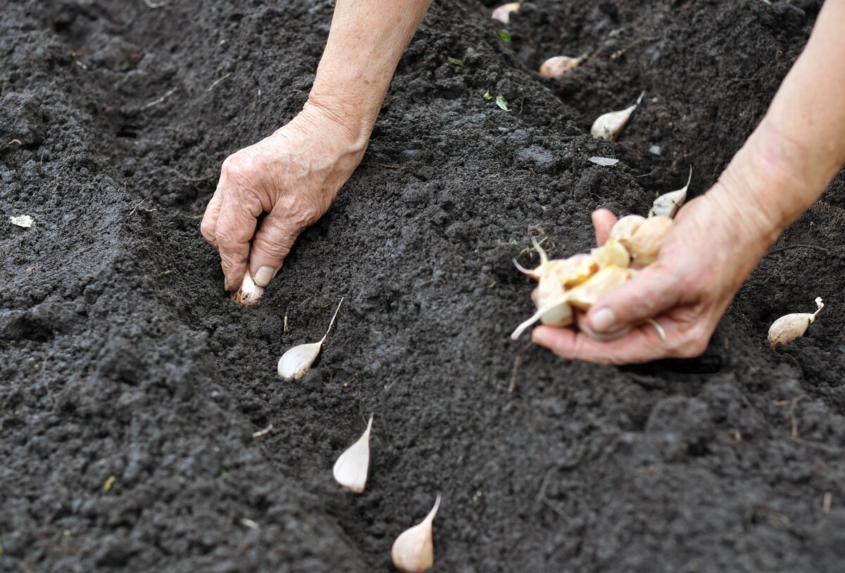 Выращивание чеснока из семян (воздушных луковиц или бульбочек)