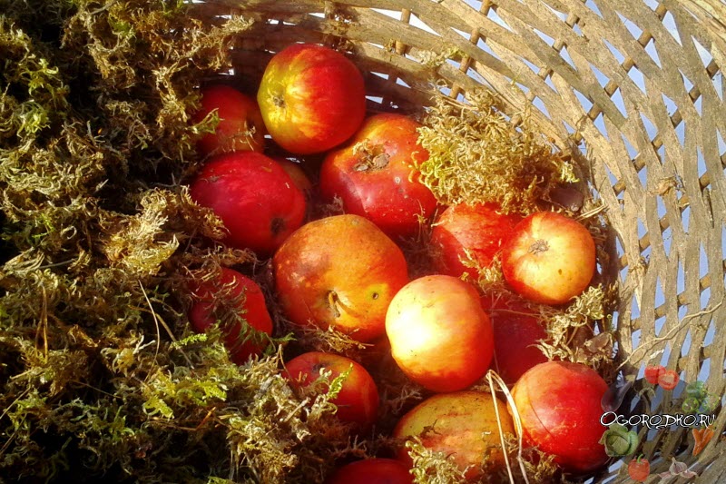 Зимние сорта яблок: раннезимние, среднезимние и позднезимние яблони + описания и фото плодов, преимущества вида