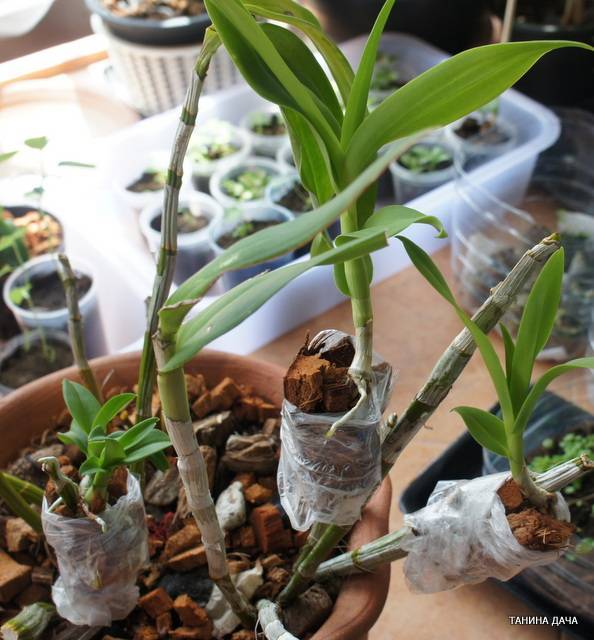 Размножение орхидеи дендробиум в домашних условиях