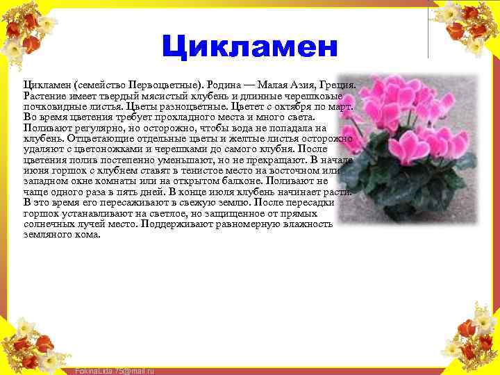 Какой грунт подойдет для цикламена? уход в домашних условиях за цикламеном - samvsestroy.ru