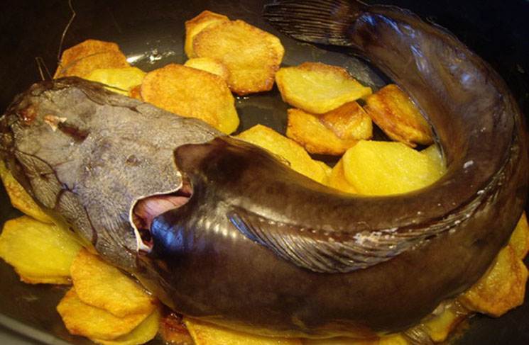 Как приготовить сома в духовке, 6 рецептов вкусной запеченной рыбы