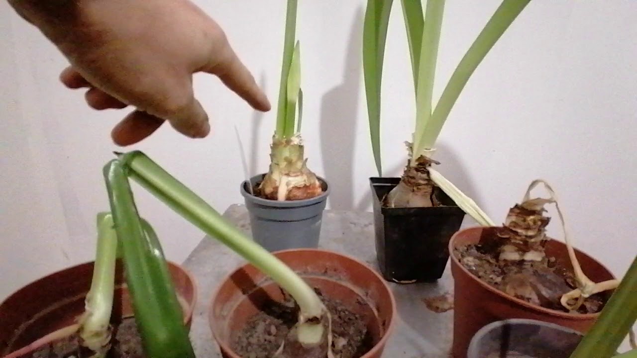 Амариллис цветок фото уход в домашних условиях пересадка размножение