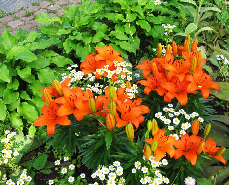 Лилии в ландшафтном дизайне сада, фото лучших композиций