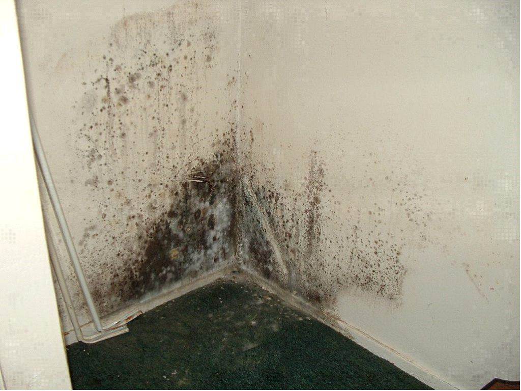 Все способы решения проблемы появления плесени на стенах в квартире: 35 фото и 2 видео