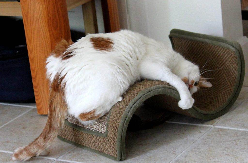 Как отучить кошку драть обои и мебель – советы, рекомендации