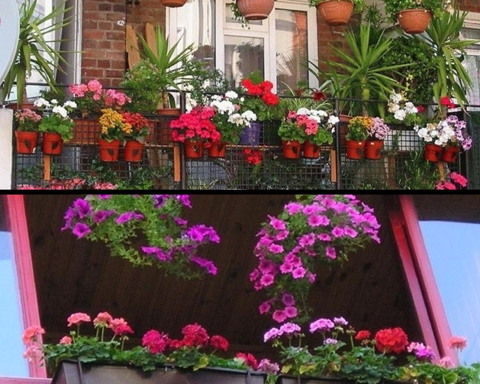 Какие цветы посадить на балконе и лоджии