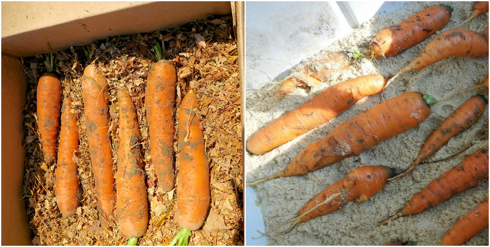 Когда убирать морковь - сроки и признаки созревания, уборка и хранение