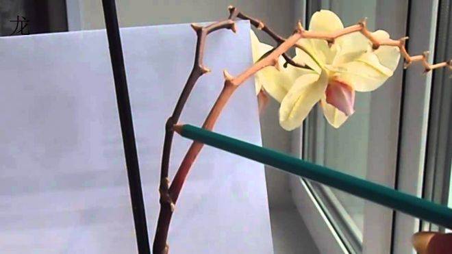 Обрезать орхидею после цветения: что делать со стрелкой, как ее удалить, каким должен быть дальнейший уход за растением в горшке в домашних условиях, а также фото selo.guru — интернет портал о сельском хозяйстве