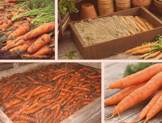 Как лучше хранить зимой овощи: морковь, капусту, свеклу, чеснок, лук, тыкву, картофель, яблок и орехи