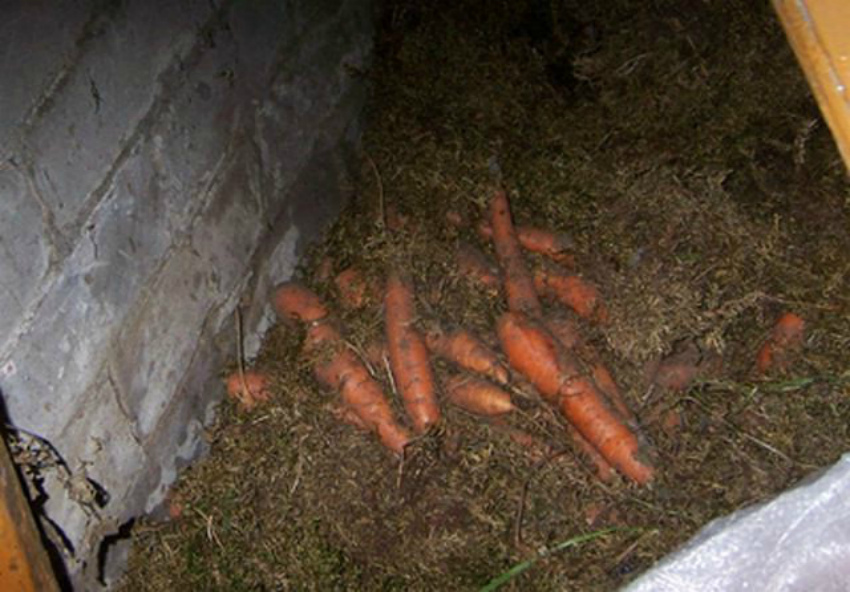 Как хранить морковь - 20 эффективных способов | огородникам инфо